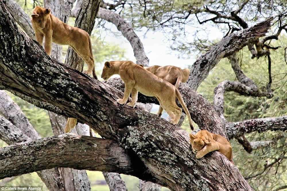 Kenya  & Tanzania Safari