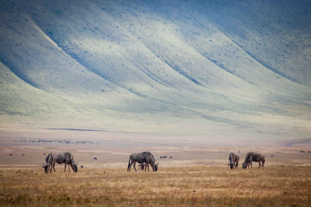 Kenya  & Tanzania Safari