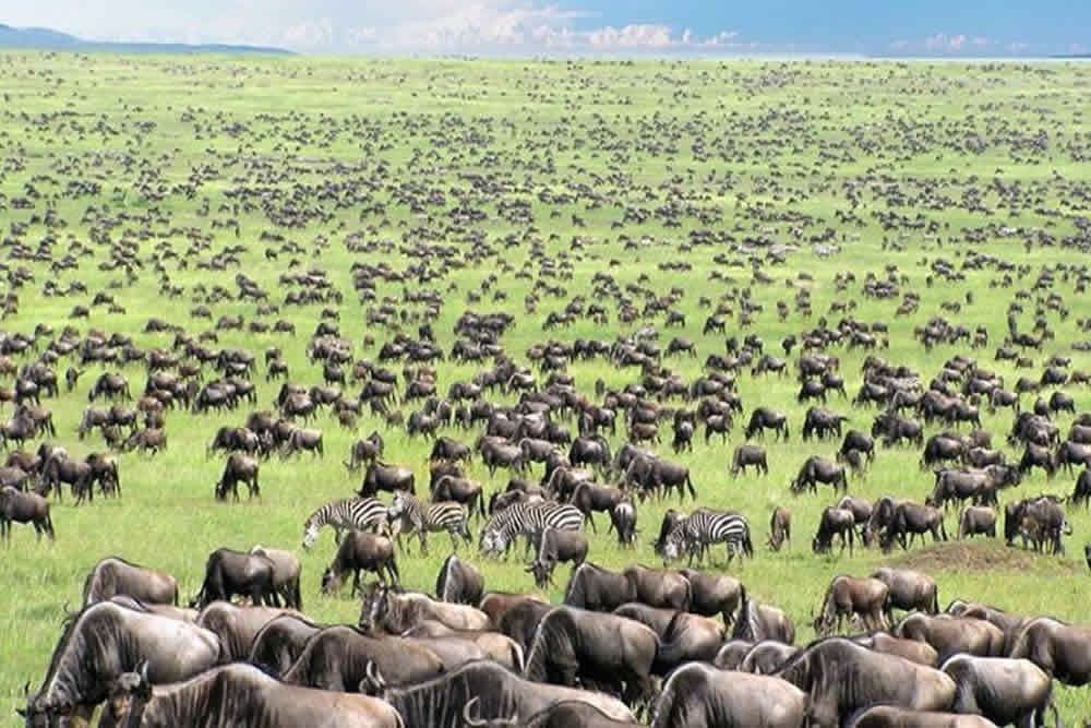 Tanzania Adventure Safaris