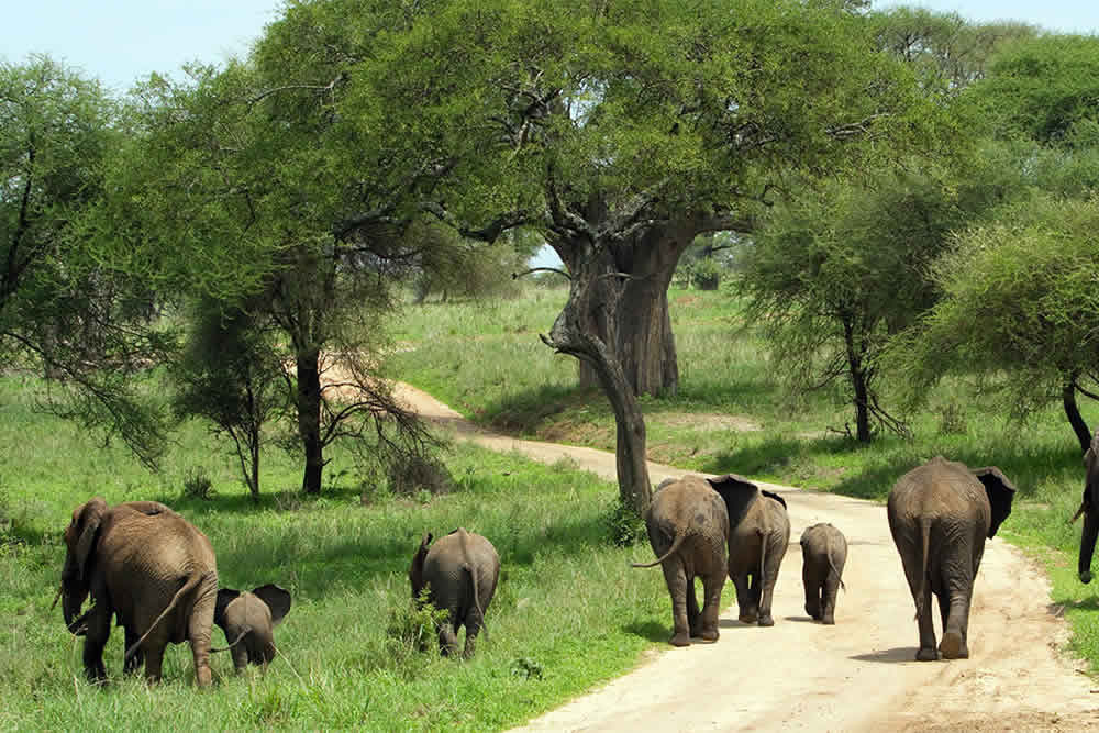 Tanzania Adventure Safaris