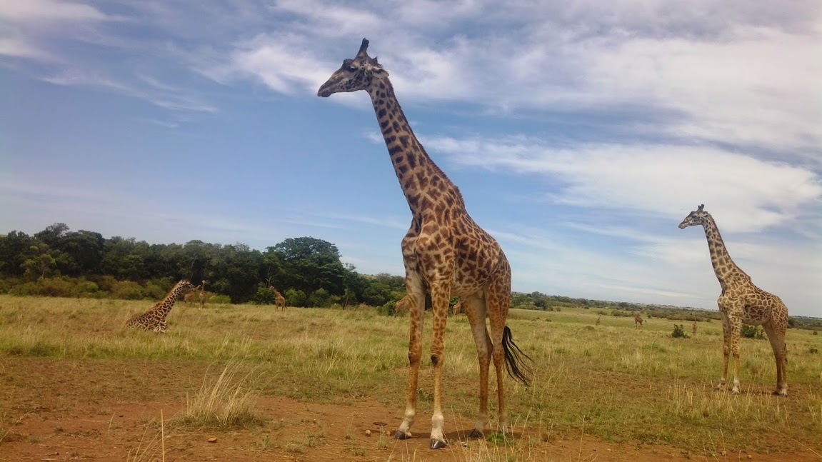 3 Days Maasai Mara Joining Safari
