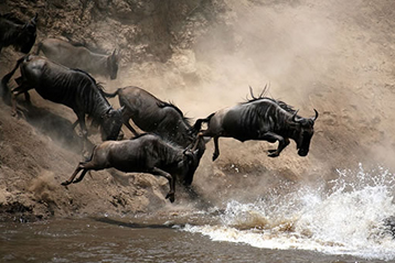 4 days Maasai Mara Migration Safari