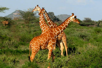 5 Days Samburu, Nakuru & Maasai Mara