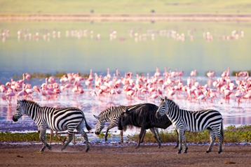 Manyara, Serengeti to Ngorongoro Safari